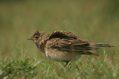 BUITEN BEELD Foto: 13574