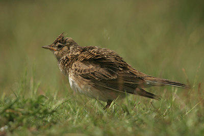 BUITEN BEELD Foto: 13575