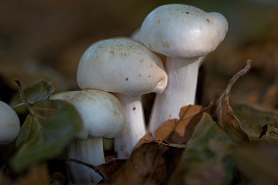 BUITEN BEELD Foto: 13578