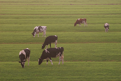 BUITEN BEELD Foto: 13611