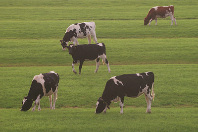 BUITEN BEELD Foto: 13612
