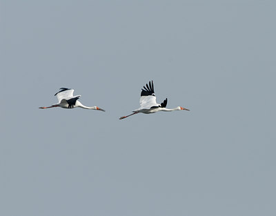 BUITEN BEELD Foto: 13634