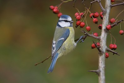 BUITEN BEELD Foto: 13641