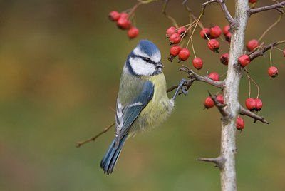 BUITEN BEELD Foto: 13642