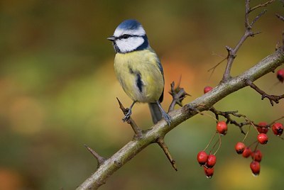 BUITEN BEELD Foto: 13648