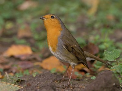 BUITEN BEELD Foto: 13649
