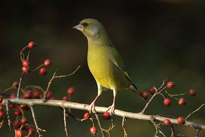 BUITEN BEELD Foto: 13655