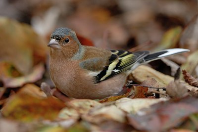 BUITEN BEELD Foto: 13661