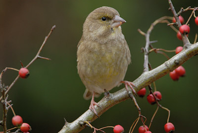 BUITEN BEELD Foto: 13663
