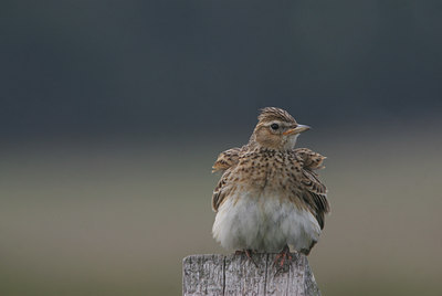 BUITEN BEELD Foto: 13699