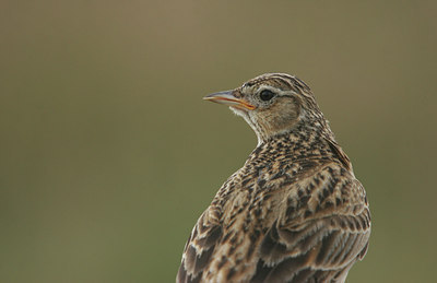 BUITEN BEELD Foto: 13703