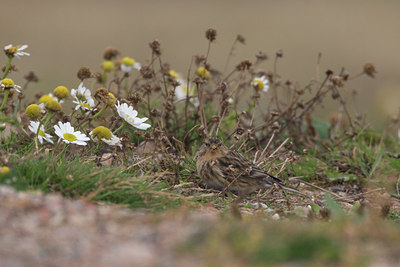 BUITEN BEELD Foto: 13723