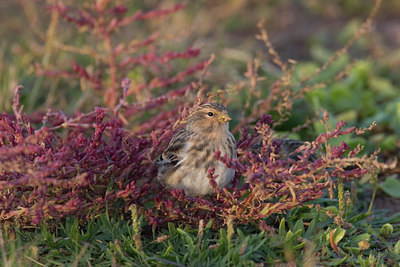 BUITEN BEELD Foto: 13724