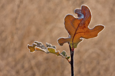 BUITEN BEELD Foto: 13792