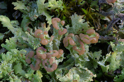 BUITEN BEELD Foto: 13864