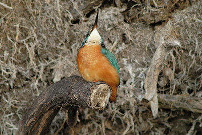 BUITEN BEELD Foto: 13883