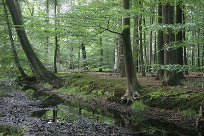 BUITEN BEELD Foto: 13917