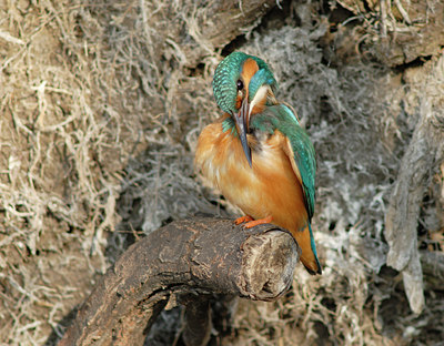 BUITEN BEELD Foto: 13921