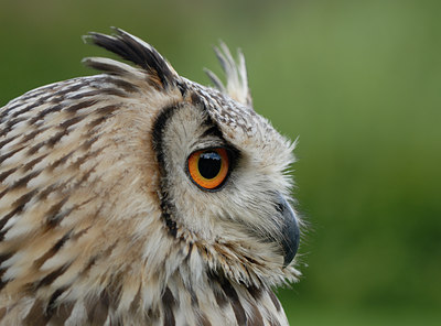BUITEN BEELD Foto: 13926
