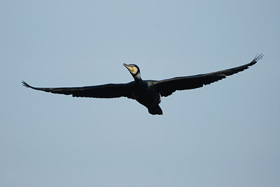 BUITEN BEELD Foto: 13953