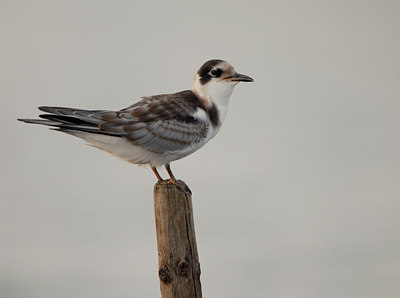 BUITEN BEELD Foto: 13961