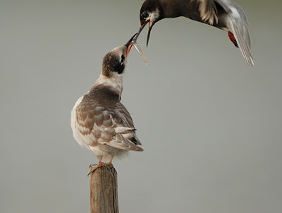 BUITEN BEELD Foto: 13963