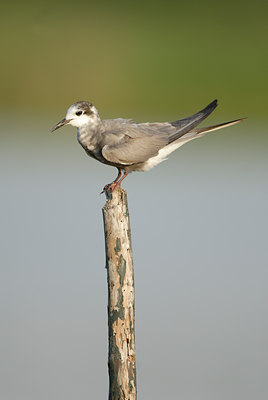 BUITEN BEELD Foto: 13969