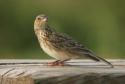 BUITEN BEELD Foto: 13989