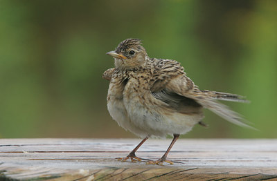 BUITEN BEELD Foto: 13991