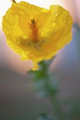 BUITEN BEELD Foto: 139011
