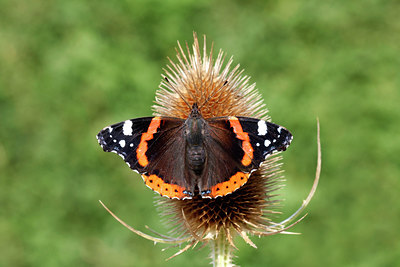 BUITEN BEELD Foto: 139046