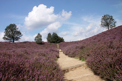 BUITEN BEELD Foto: 139065