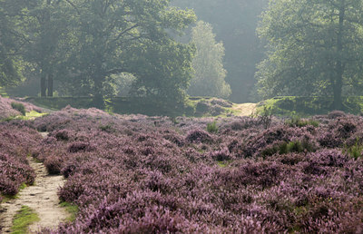BUITEN BEELD Foto: 139067