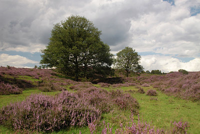 BUITEN BEELD Foto: 139081