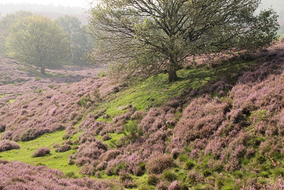 BUITEN BEELD Foto: 139099