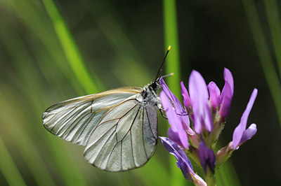 BUITEN BEELD Foto: 139110