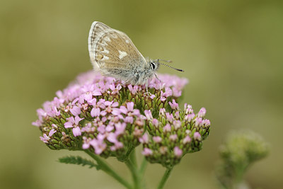 BUITEN BEELD Foto: 139111