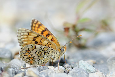 BUITEN BEELD Foto: 139113