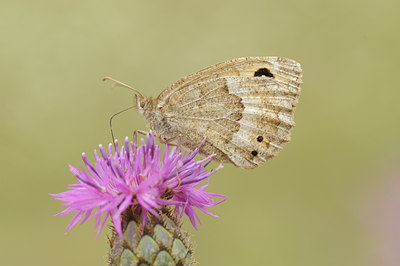 BUITEN BEELD Foto: 139114