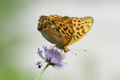 BUITEN BEELD Foto: 139116