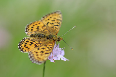 BUITEN BEELD Foto: 139119