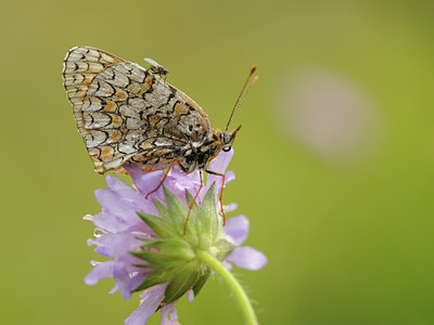 BUITEN BEELD Foto: 139124
