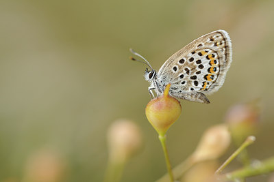 BUITEN BEELD Foto: 139128