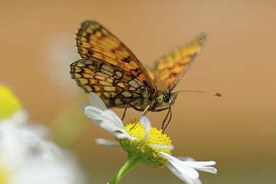 BUITEN BEELD Foto: 139129