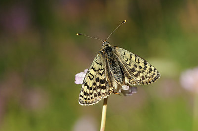 BUITEN BEELD Foto: 139131