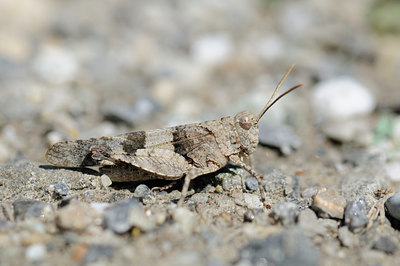BUITEN BEELD Foto: 139132