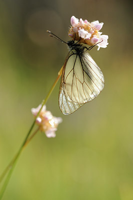 BUITEN BEELD Foto: 139147