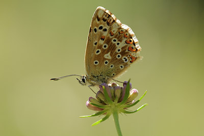 BUITEN BEELD Foto: 139151