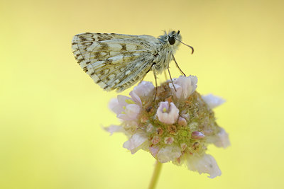 BUITEN BEELD Foto: 139152