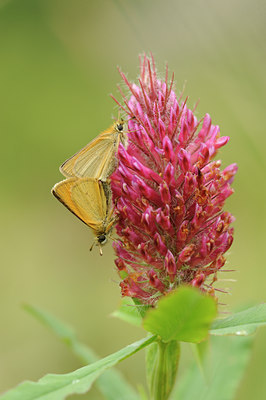 BUITEN BEELD Foto: 139159